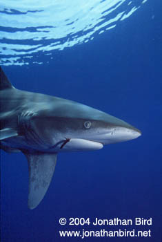 Oceanic White Tip Shark [Carcharhinus longimanus]