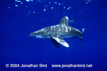 Oceanic White Tip Shark [Carcharhinus longimanus]