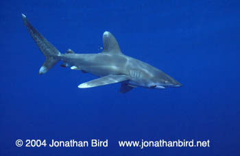 Oceanic White Tip Shark [Carcharhinus longimanus]