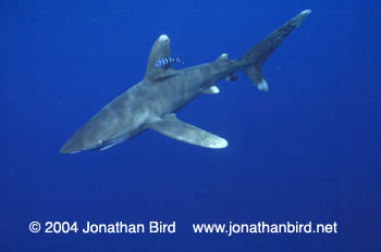 Oceanic White Tip Shark [Carcharhinus longimanus]