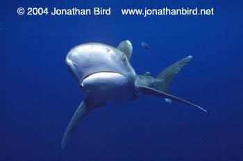 Oceanic White Tip Shark [Carcharhinus longimanus]