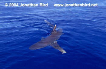 Oceanic White Tip Shark [Carcharhinus longimanus]