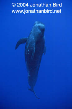 Short-finned Pilot Whale [Globicephala macrorhynchus]