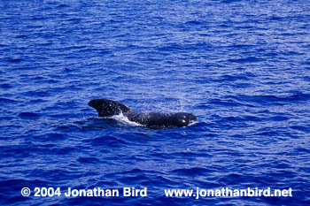 Short-finned Pilot Whale [Globicephala macrorhynchus]