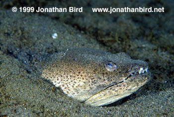 Spotted Spoon Nose Eel [Echiophis intertinctus]