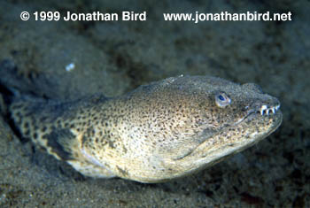 Spotted Spoon Nose Eel [Echiophis intertinctus]