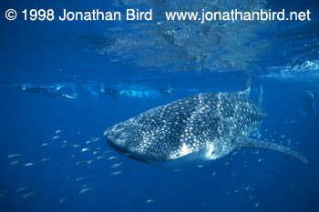 Whale Shark [Rhincodon typus]