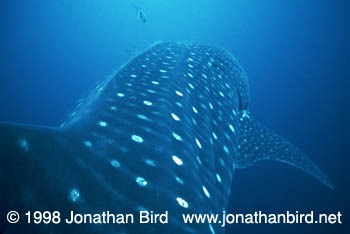 Whale Shark [Rhincodon typus]