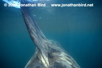 Basking Shark [Cetorhinus maximus]