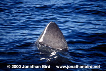 Basking Shark [Cetorhinus maximus]