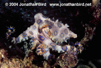 Blue Ringed Octopus [Hapalochlaena lunulata]