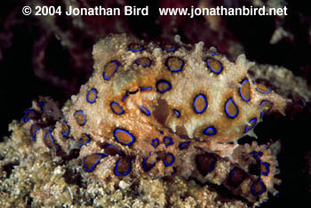 Blue Ringed Octopus [Hapalochlaena lunulata]