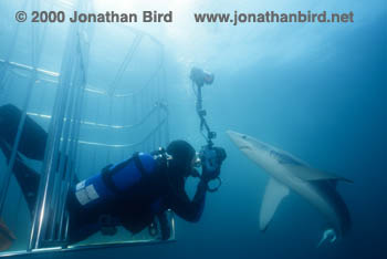 Blue Shark [Prionace glauca]