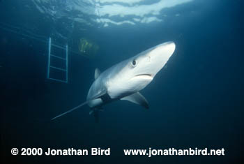 Blue Shark [Prionace glauca]