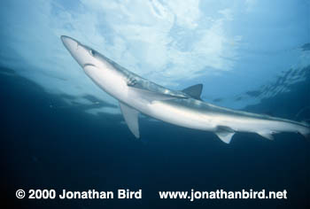 Blue Shark [Prionace glauca]