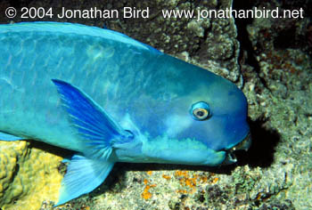 Bumphead Parrotfish [Bolbometopon muricatum]