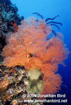 Orange Gorgonian [--]