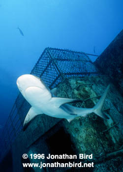 Caribbean reef Shark [Carcharhinus perezi]