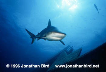 Caribbean reef Shark [Carcharhinus perezi]