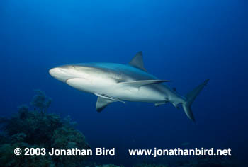 Caribbean reef Shark [Carcharhinus perezi]