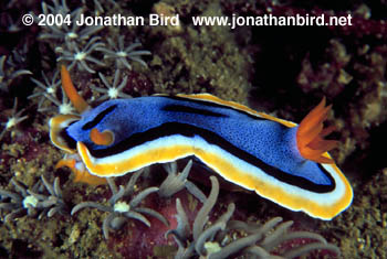 Chromodorid Nudibranch [Chromodoris annae]