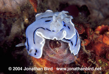 Chromodorid Nudibranch [Chromodoris willani]