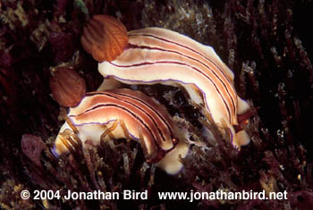 Chromodorid Nudibranch [Chromodoris sp.]