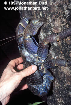 Coconut Crab [Birgus latro]