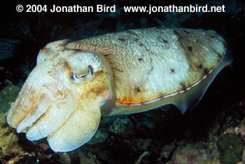 Broadclub Cuttlefish [Sepia latimanus]