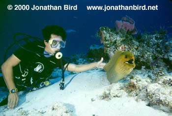 Green Moray Eel [Gymnothorax funebris]