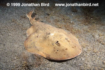 Lesser Electric Ray [Narcine brasiliensis]