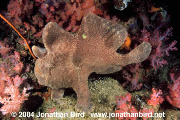 Giant Frogfish [Antennarius commersoni]