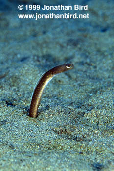 Garden Eel [Heteroconger longissimus]