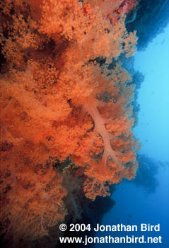 Soft coral Reef [--]