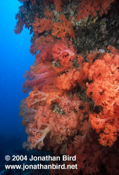 Soft coral Reef [--]