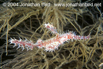 Harlequin Ghost Pipefish [Solenostomus paradoxus]