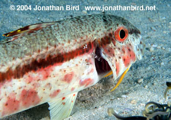 Yellowfin Goatfish [Mulloidichthys vanicolensis]