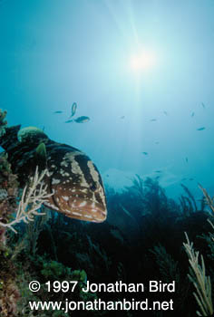 Nassau Grouper [Epinephelus striatus]