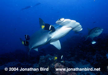 Scalloped Hammerhead Shark [Sphyrna lewini]