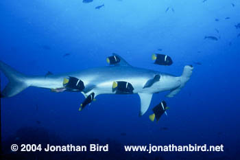 Scalloped Hammerhead Shark [Sphyrna lewini]