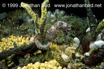 Longsnout Sea horse [Hippocampus reidi]