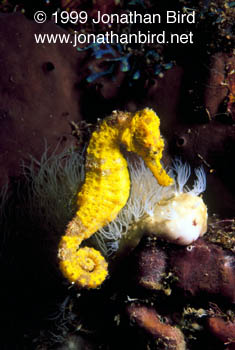 Longsnout Sea horse [Hippocampus reidi]