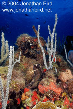 Longsnout Sea horse [Hippocampus reidi]