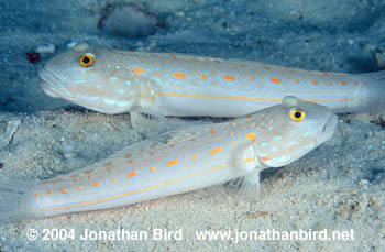 Maiden Goby [Valenciennea puellaris]