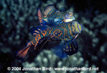 Mandarin Fish [Synchiropus splendidus]