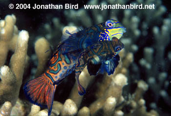 Mandarin Fish [Synchiropus splendidus]