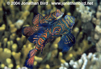 Mandarin Fish [Synchiropus splendidus]
