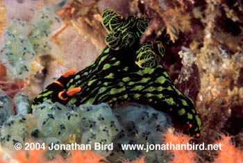 Dorid Nudibranch [Nembrotha kubaryana]