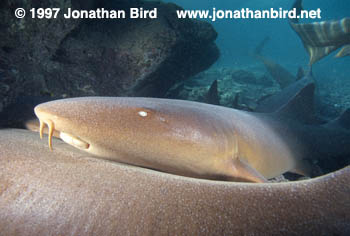 Nurse Shark [Ginglymostoma cirratum]