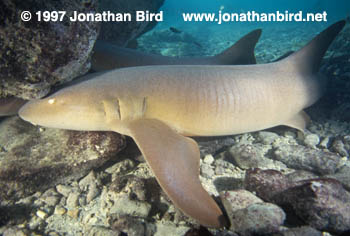 Nurse Shark [Ginglymostoma cirratum]